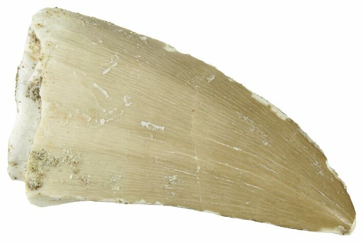 Fossil Mosasaur (Hainosaurus) Tooth - Morocco #326507